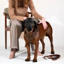 Hand-stitched from smooth, natural calfskin in an artisan workshop in the EU. Characterized by Pattmond’s signature shape, distinguished by subtle shifts in width and refined ornamental details. Caramel-coloured, vegetable-tanned leather exterior with beige contrast stitching and a brown leather lining. Solid brass hardware in silver (D-ring for the leash, buckle and signature logo studs), nickel-free and protected with a durable, polished finish. Adjustable length (see dimensions to choose the best fit for your dog). Available individually or in a set with a matching leather leash and gloves (made from lambskin).