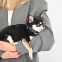 Hand-stitched from grained, cactus-based “leather” in an artisan workshop in the EU. Characterized by Pattmond’s signature shape, distinguished by subtle shifts in width and refined ornamental details. Navy exterior with matching navy stitching and a royal blue lining. Solid brass hardware in silver (D-ring for the leash, buckle and signature logo studs), nickel-free and protected with a durable, polished finish. Adjustable length (see dimensions to choose the best fit for your dog). Available individually or in a set with a matching cactus-based “leather” leash.