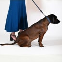 A dog collar in vegan cactus leather, handmade in a Polish artisan workshop. Designed by the Italian designer Francesco Rigucci, it is recognisable by its signature shape and the jewellery-like metal studs carrying the brand logo. The outer layer is navy cactus leather with matching navy stitching, over soft padding and a cobalt cactus leather lining. The D-ring, buckle and logo studs are solid brass in silver finish, nickel-free and protected with a durable polished coating. Adjustable length – check the measurements to choose the right size for your dog. Available on its own or as a set with the matching cactus leather leash.