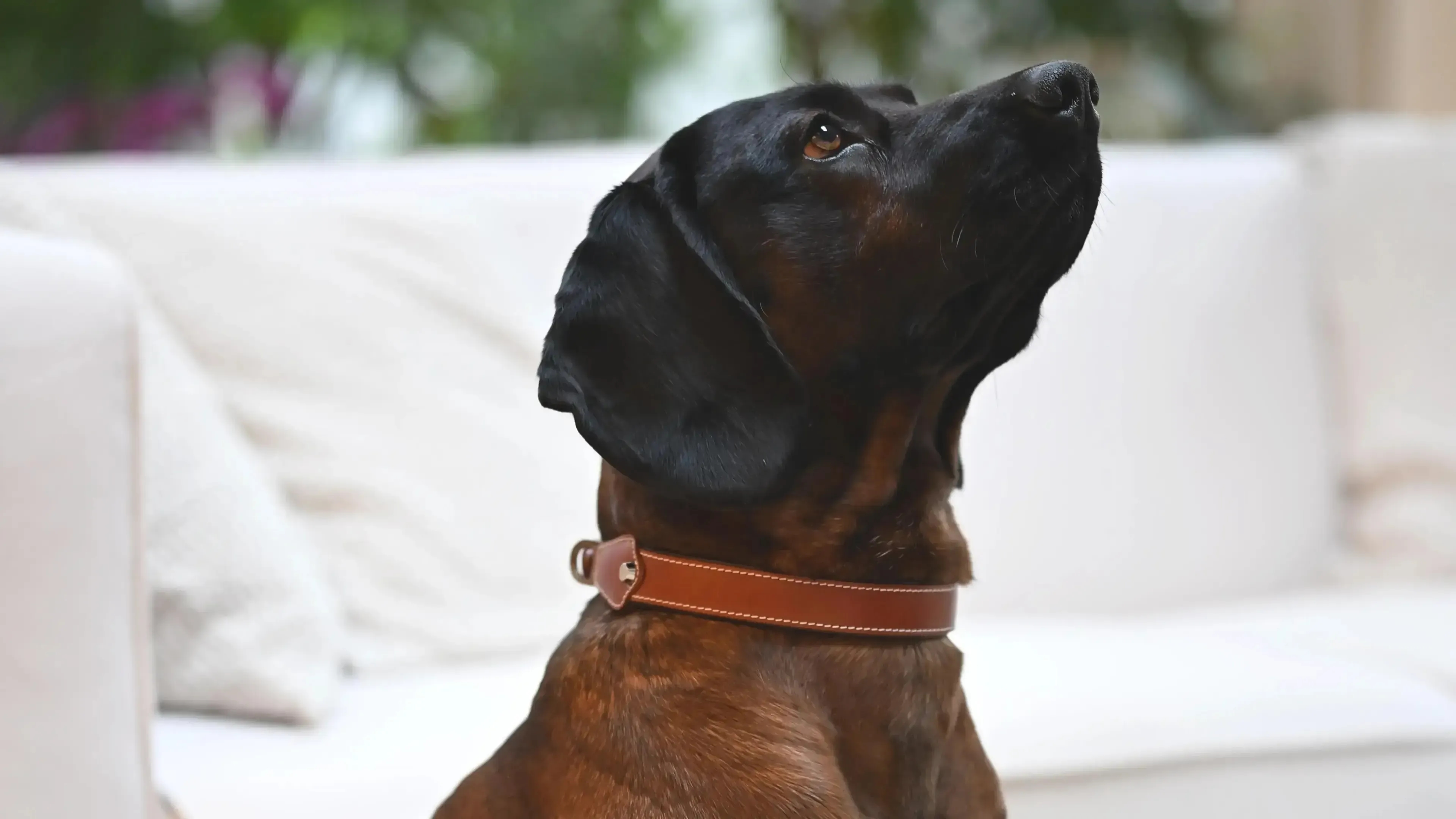 Pattmond's Dog Boss wearing EMPO brown collar