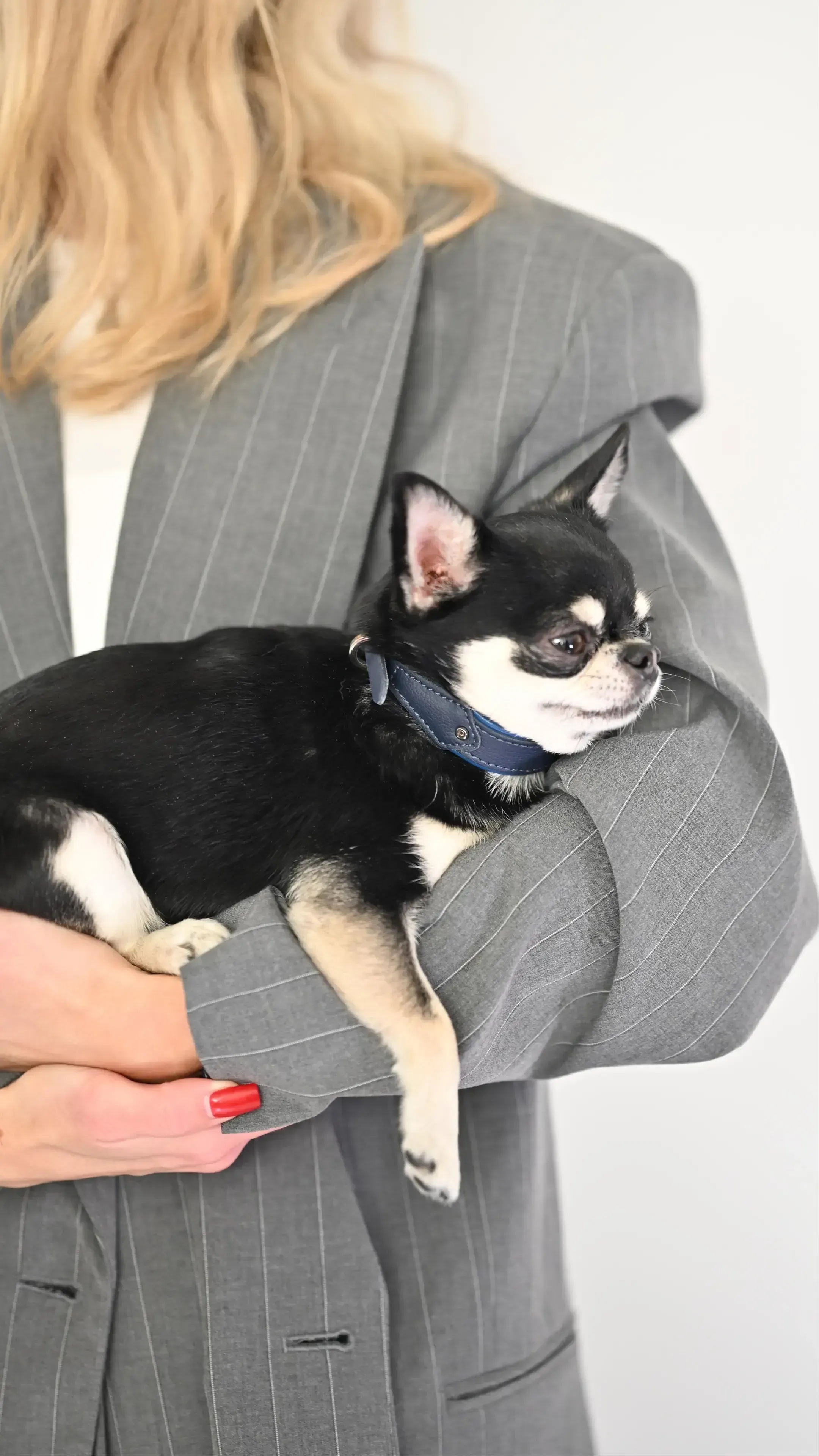 Pattmond's Chihuahua dog wearing EMPO Navy vegan cactus leather collar