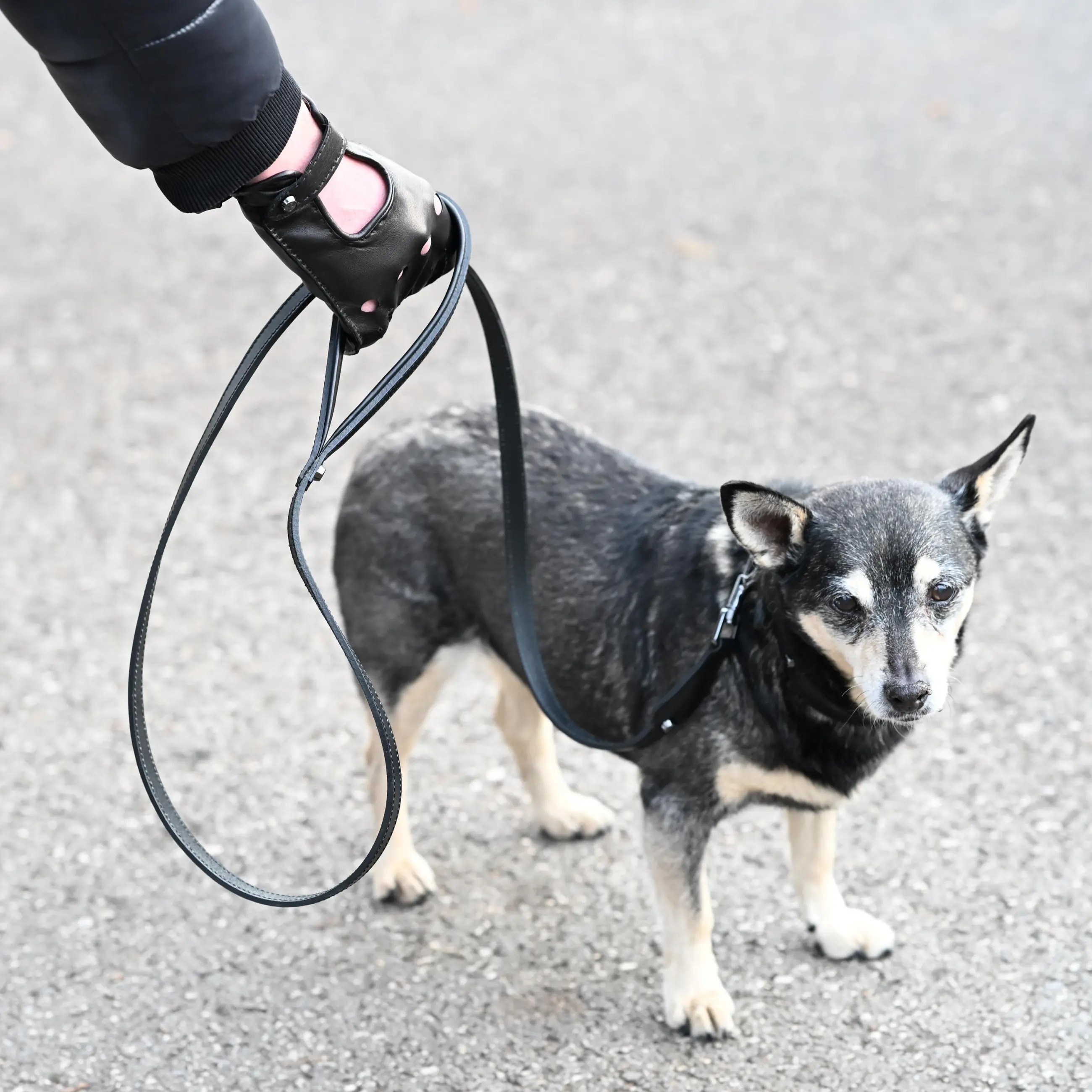 A dog leash in smooth, natural bovine leather, handmade in a Polish artisan workshop. Designed by the Italian designer Francesco Rigucci, it is recognisable by its signature shape and the jewellery-like metal studs carrying the brand logo. Made from black vegetable-tanned bovine leather with matching black stitching. The snap hook and logo studs are solid brass in gunmetal finish, nickel-free and protected with a durable polished coating. Two snap hooks let you clip the leash in several different ways. Adjustable length: 230 cm, 150 cm and 115 cm. Choose between two widths: 1.5 cm and 2.2 cm. Available on its own or as a set with the matching leather collar and lambskin gloves.