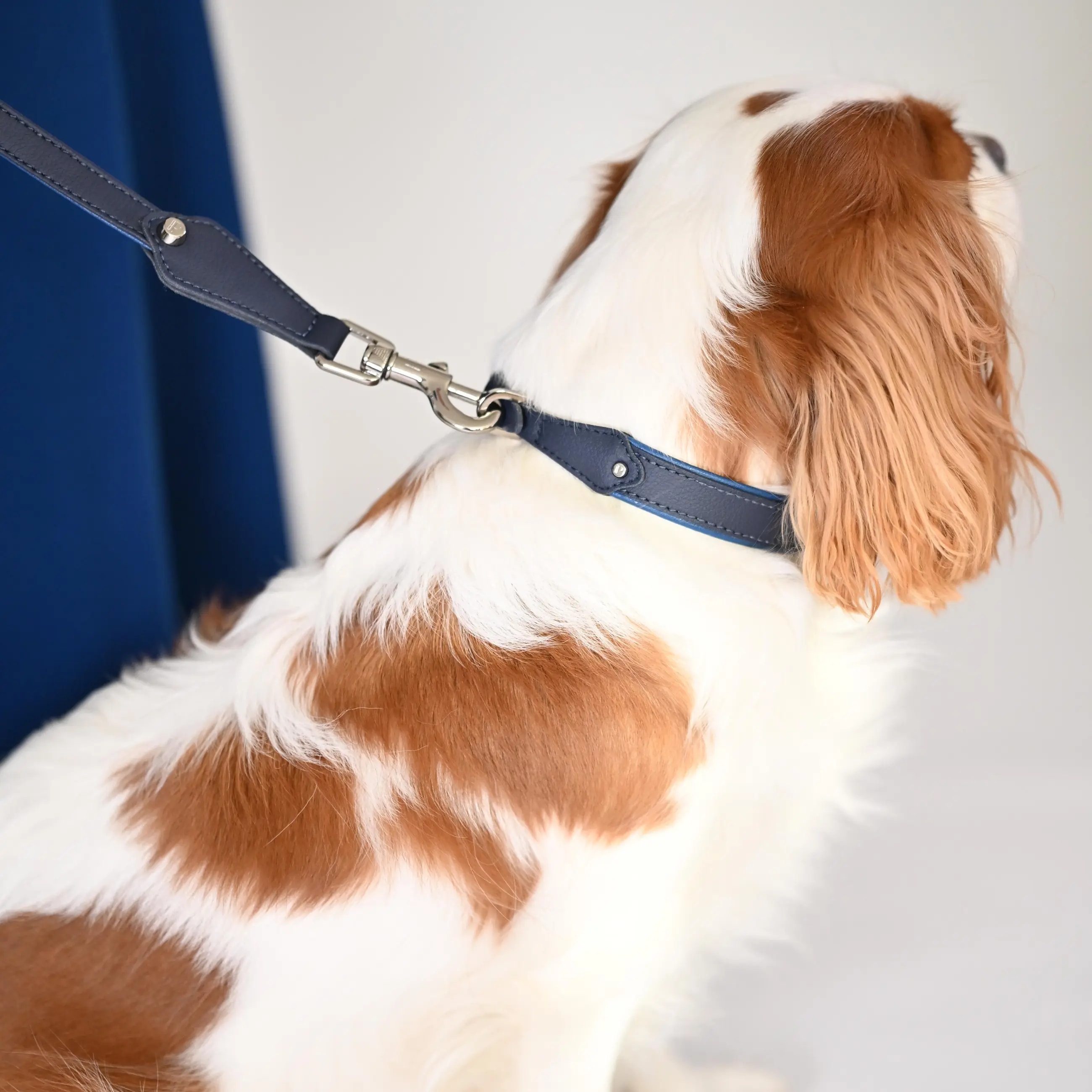 A dog leash in vegan cactus leather, handmade in a Polish artisan workshop. Designed by the Italian designer Francesco Rigucci, it is recognisable by its signature shape and the jewellery-like metal studs carrying the brand logo. Made from navy cactus leather with matching navy stitching. The handle is finished with a cobalt cactus leather lining. The snap hook and logo studs are solid brass in silver finish, nickel-free and protected with a durable polished coating. Fixed length of 175 cm. Available in two widths: 1.5 cm and 2.2 cm. Available on its own or as a set with the matching cactus leather collar.